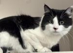 Wolfie - American Longhair Cat For Adoption - N Las Vegas&comma; NV&comma; US