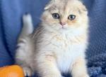 Scottish Fold Golden Female - Scottish Fold Kitten For Sale - Orlando&comma; FL&comma; US