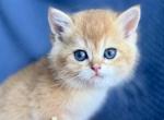 British Shorthair Golden Male - British Shorthair Kitten For Sale - Orlando&comma; FL&comma; US