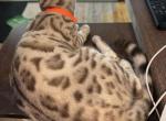 Tempest on HOLD - Bengal Kitten For Sale - 
