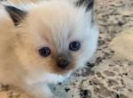 Ragdoll Kittens To New Home - Ragdoll Kitten For Sale - Charlotte&comma; NC&comma; US