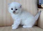 Scottish White Point Males - Scottish Fold Kitten For Sale - Orlando&comma; FL&comma; US