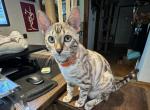Tempest on HOLD - Bengal Kitten For Sale - Oklahoma City&comma; OK&comma; US