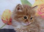 Cuddles - Domestic Kitten For Sale - Barto&comma; PA&comma; US