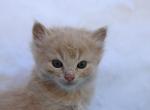 Dusty - Domestic Kitten For Sale - Barto&comma; PA&comma; US