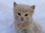 Dusty - Domestic Kitten For Sale - Barto&comma; PA&comma; US