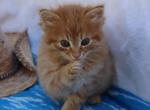 Garfield - Domestic Kitten For Sale - Barto&comma; PA&comma; US
