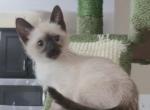 Purebred Siamese Kitten boy - Siamese Kitten For Sale - Charlotte&comma; NC&comma; US