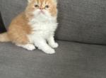 CFA dollface red tabby male persian kitten - Persian Kitten For Sale - Woodburn&comma; IN&comma; US