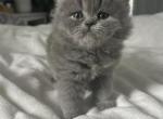 Cfa blue Female persian kitten - Persian Kitten For Sale - Woodburn&comma; IN&comma; US