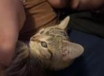Aura - Domestic Kitten For Adoption - 