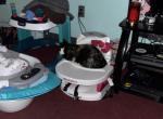 Pumpkin - Domestic Kitten For Adoption - Massillon&comma; OH&comma; US