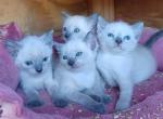 Siamese kittens - Siamese Kitten For Sale - Robertsdale&comma; AL&comma; US