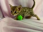 MS PINK - Savannah Kitten For Sale - Sarasota&comma; FL&comma; US