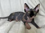 Selesta - Sphynx Kitten For Sale - Brooklyn&comma; NY&comma; US