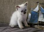 Beckett - Ragdoll Kitten For Sale - Overland Park&comma; KS&comma; US