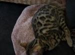 Falcon - Bengal Kitten For Sale - Phila&comma; PA&comma; US