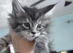Maine Coon Kittens - Maine Coon Kitten For Sale - Absarokee&comma; MT&comma; US