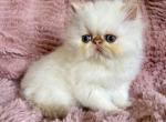 Marie - Exotic Kitten For Sale - 