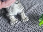 Polydactyl - Polydactyl Kitten For Sale - Absarokee&comma; MT&comma; US