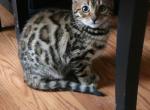 Captain America - Bengal Kitten For Sale - Phila&comma; PA&comma; US