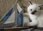 Jade - Ragdoll Kitten For Sale - Overland Park&comma; KS&comma; US