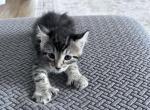 Montana Highland Lynx - Highlander Kitten For Sale - Absarokee&comma; MT&comma; US