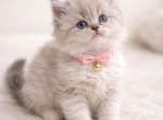 Snow - Ragdoll Kitten For Sale - 