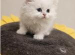 Fluffy Snow Ragdoll - Ragdoll Kitten For Sale - Dearborn&comma; MI&comma; US