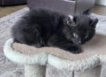 Polydactyl Black Male kittens - Polydactyl Kitten For Sale - Absarokee&comma; MT&comma; US