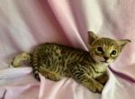 MS PURPLE - Savannah Kitten For Sale - Sarasota&comma; FL&comma; US