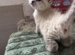 Lynx ragdoll - Ragdoll Kitten For Sale - 