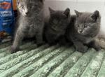 Russian blues - Russian Blue Kitten For Sale - 