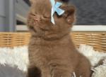 Bear Cinnamon British kitten - British Shorthair Kitten For Sale - Tacoma&comma; WA&comma; US