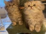 Baby Fluffy Scottish kittens Long Hair - Scottish Fold Kitten For Sale - Tacoma&comma; WA&comma; US