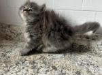Sabby - Siberian Kitten For Sale - Riverside&comma; CA&comma; US