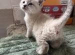 Ragdoll - Ragdoll Kitten For Sale - 