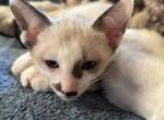 Snow's Snowshoe Siamese - Siamese Kitten For Sale - Moneta&comma; VA&comma; US