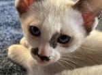 Snow's Snowshoe Siamese - Siamese Kitten For Sale - 