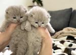 Lilac British shorthair males - British Shorthair Kitten For Sale - Woodland Park&comma; CO&comma; US