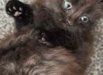 Adorable kittens ready for homes - American Longhair Kitten For Sale - 
