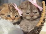 Girls Scottish Fold Kittens - Scottish Fold Kitten For Sale - Tacoma&comma; WA&comma; US