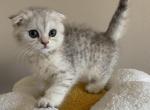 Misty Scottish Fold Female Kitten - Scottish Fold Kitten For Sale - Tacoma&comma; WA&comma; US