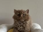 Cinnamon Fluffy British male kitten - British Shorthair Kitten For Sale - Tacoma&comma; WA&comma; US