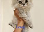 Petite Dollface Lilac Silver Chinchilla Persians - Persian Kitten For Sale - 