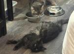 Catalina - Maine Coon Kitten For Sale - Modesto&comma; CA&comma; US
