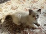 Tippy - Ragdoll Kitten For Sale - Columbia&comma; MO&comma; US
