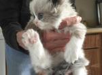 Asher - Ragdoll Kitten For Sale - Howell&comma; MI&comma; US