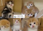 Scottish litter - Scottish Fold Kitten For Sale - Oakland&comma; CA&comma; US