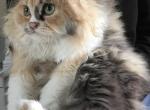 Callies babies - Ragdoll Kitten For Sale - 